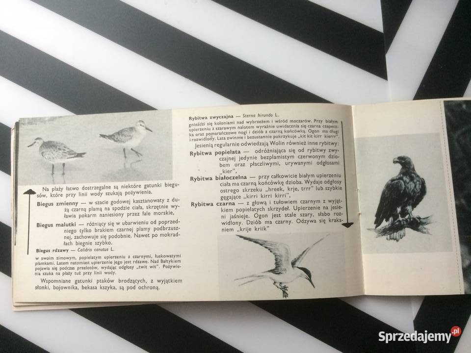 3558 Ptaki Wolińskiego Parku Narodowego Szczecin