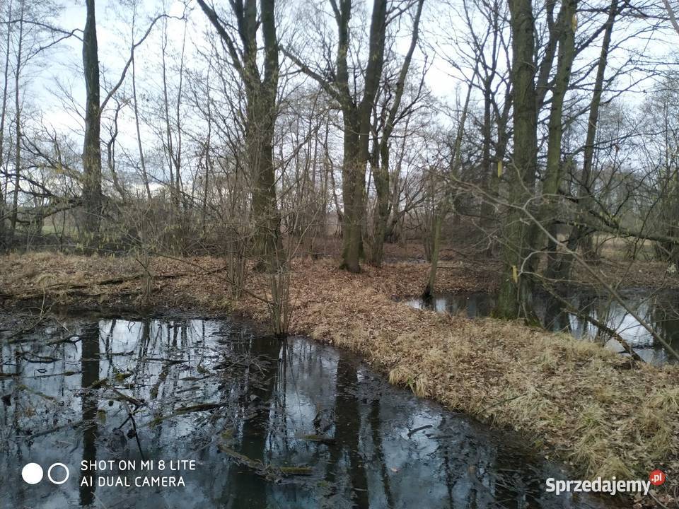 Miłocice Siedlisko 10 ha Jelcz-Laskowice