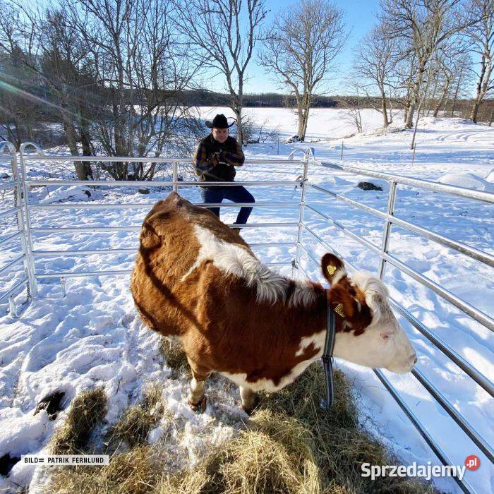 Bramka z podporami łukowymi ogrodzenie zwierząt Chojnice