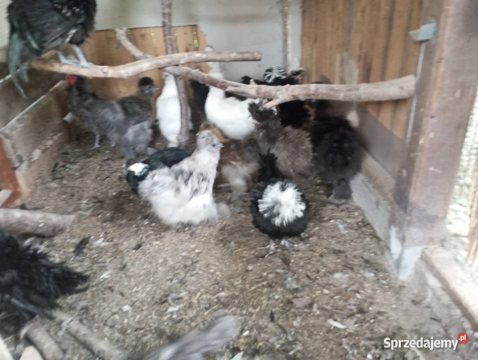 Kury ozdobne silki czubatka polska białoczuba Kozy