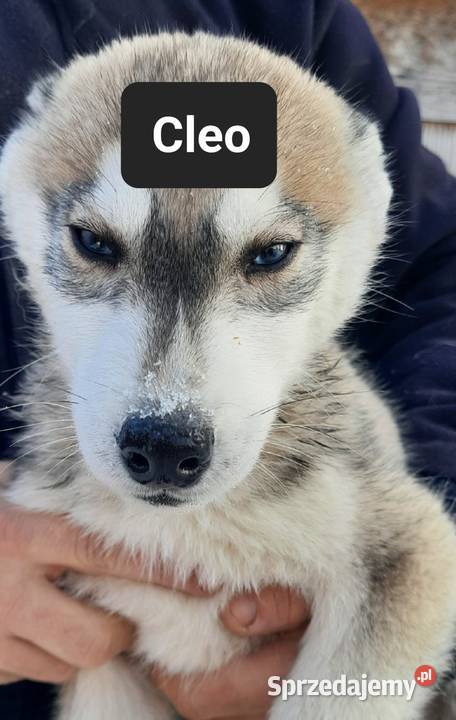 Szczeniaki syberiany husky Reda