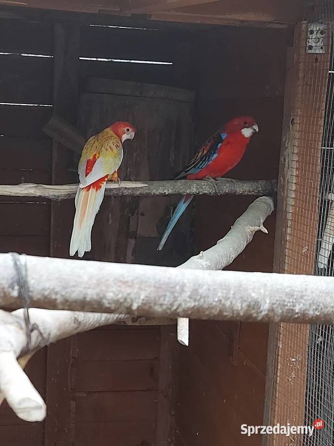 Rozelle białolice Bogdaniec sprzedam