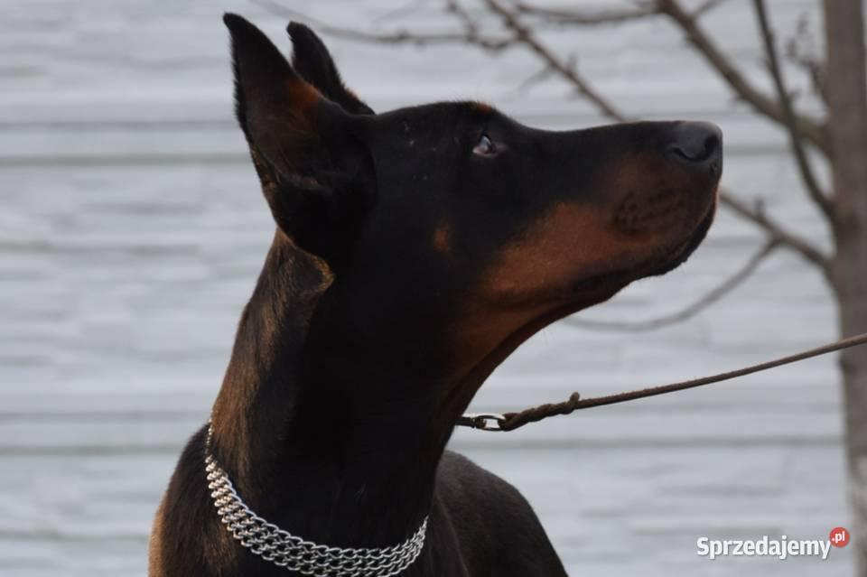 Doberman Szczeniaki Rezerwacia Wrocław sprzedam