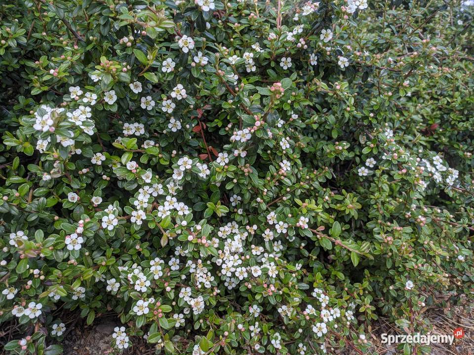 Irga Płożąca zadarniająca zimozielona Duże Liściaste Lublin sprzedam