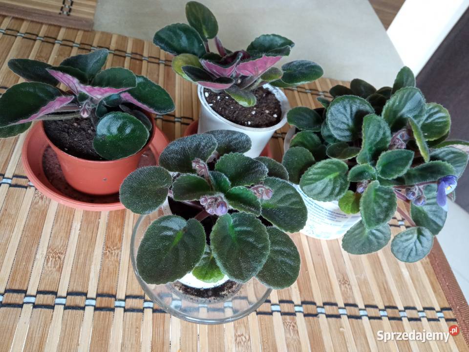 Skrzydłokwiat variegata diamondpiękny Białystok sprzedam