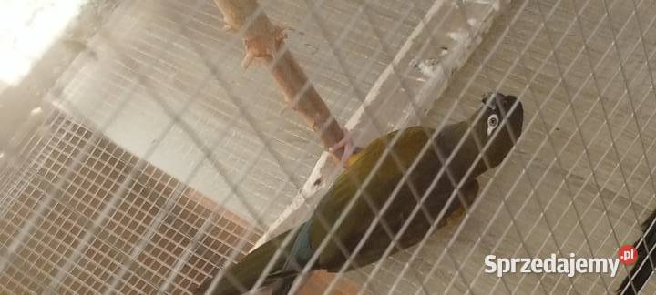 Patagonki para Biała