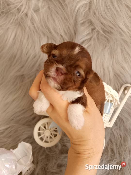 Czekoladowy piesek rasy ShihTzu Kluczbork