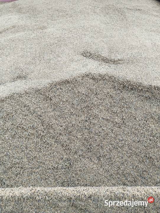 Owies Rolnictwo Obryte sprzedam