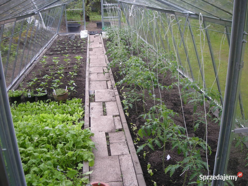 szklarnia Amastazja 5350 mm Łobez