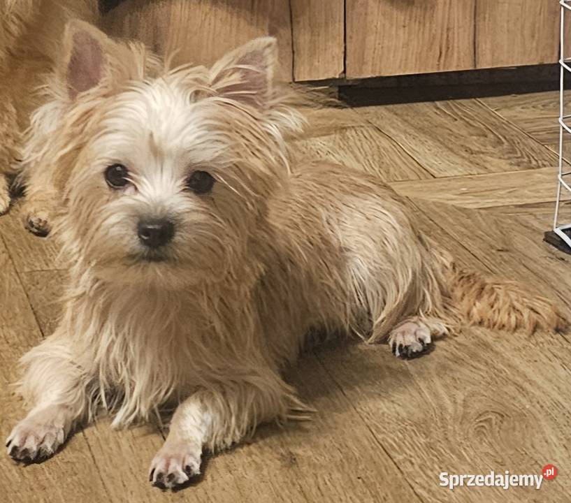 Yoreczka śliczna dziewczynka złota Częstochowa