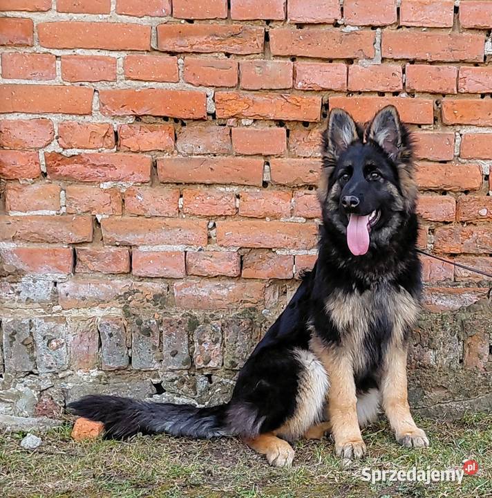 Szczenięta Owczarek Niemiecki Długowłosy kujawsko-pomorskie Grzęby