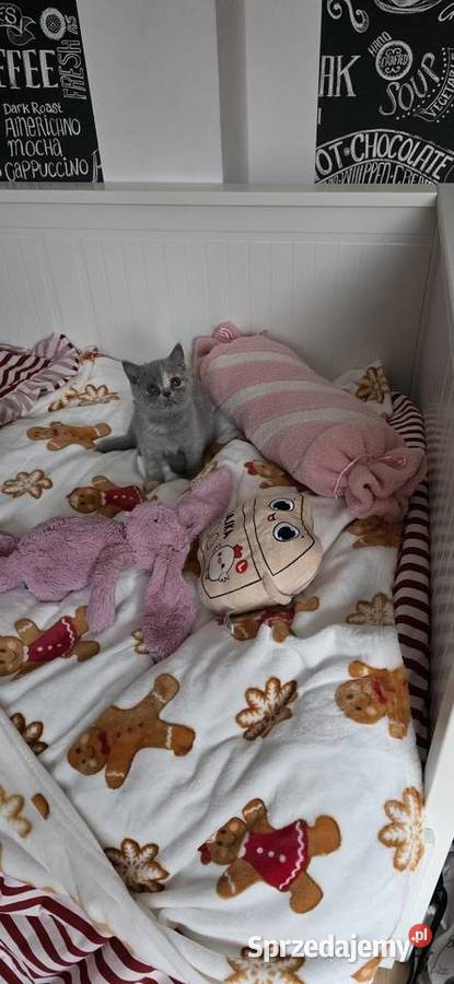 Kotka brytyjska z rodowodem już do odbioru