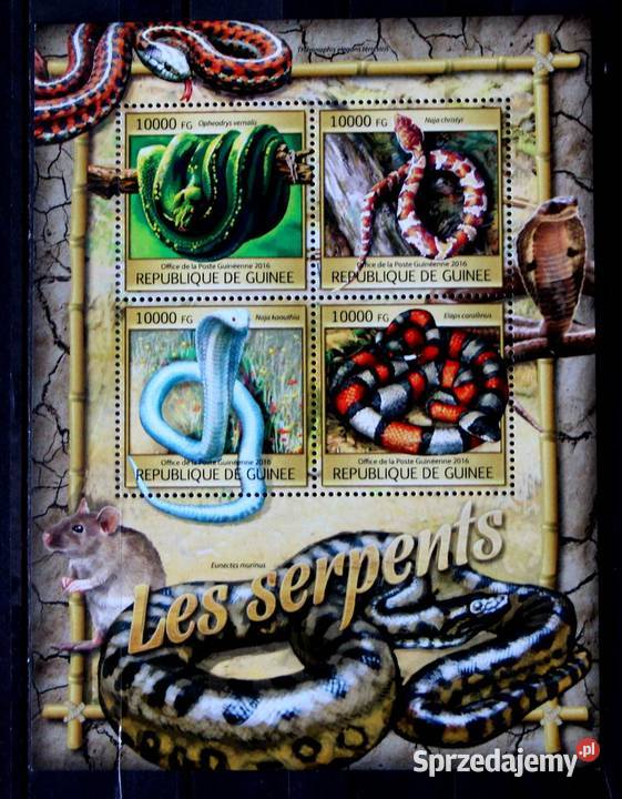 Rep Gwinea wielkopolskie Oborniki