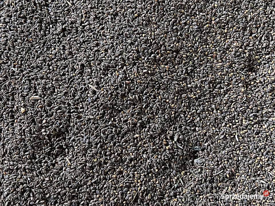 Nostrzyk biały dwuletni 2022 Przanowice