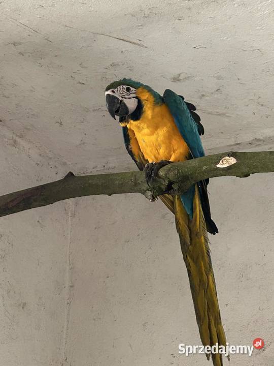 Ara ararauna małopolskie