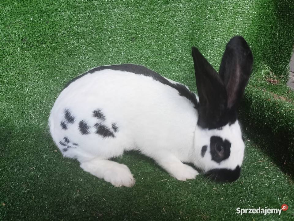 Samica srokacz Więcbork sprzedam