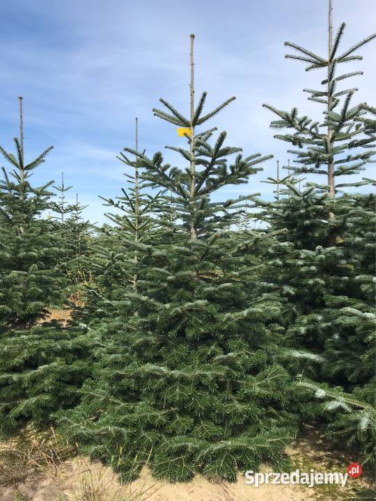 Choinki Jodła kaukaska cięte i donica 80300 Osieczna