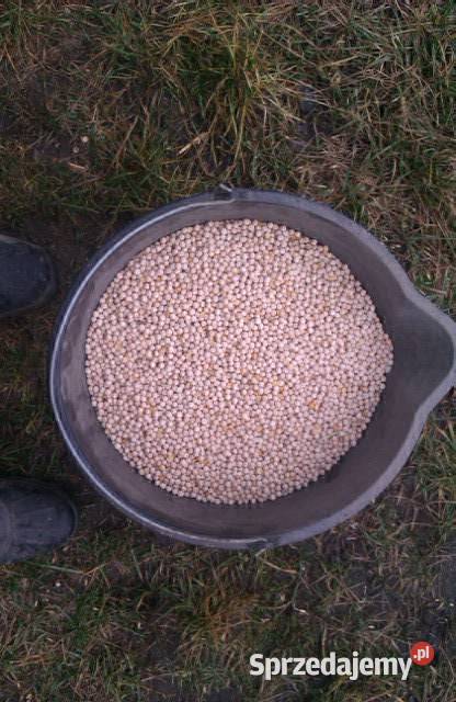 Groch jadalny Astronaute 2025r super roślina Rolnictwo mazowieckie Daniszewo