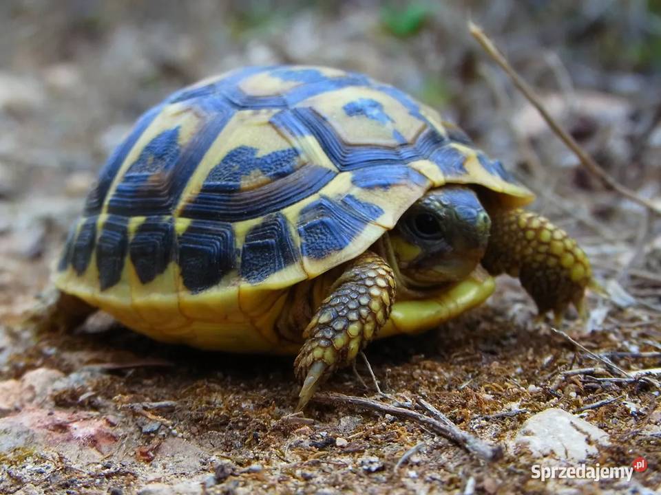 Żółw grecki Testudo hermanni śląskie Gliwice