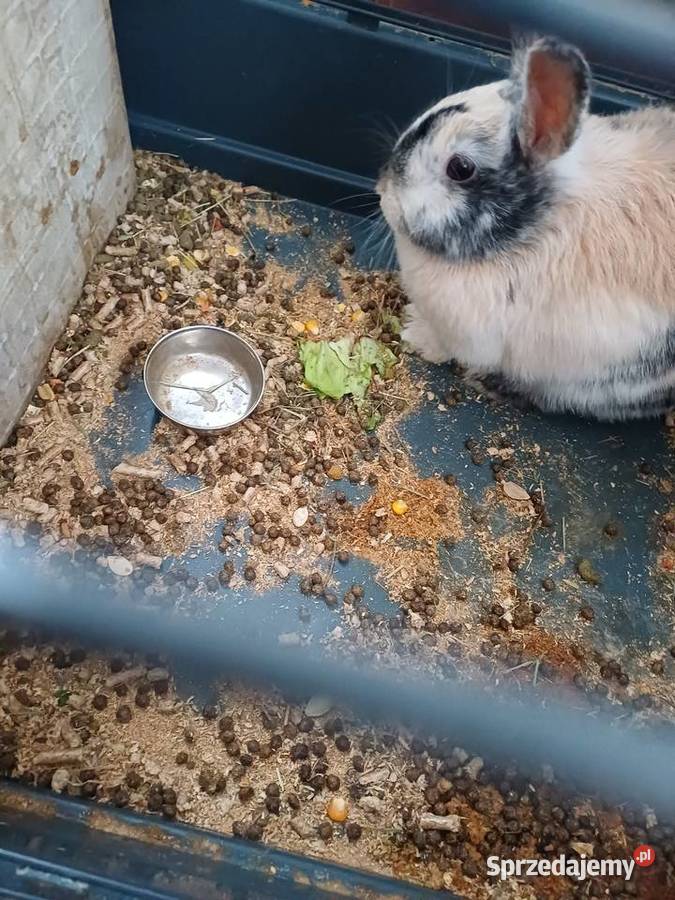 Króliki Miniaturki 2 sztuki z klatką Koźmin Wielkopolski