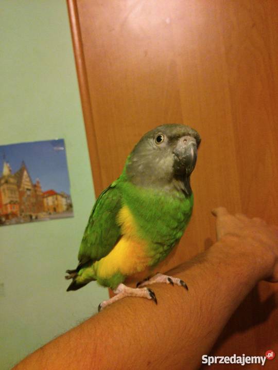 Senegalka afrykanka SAMICA 2011r ręcznie Jasło