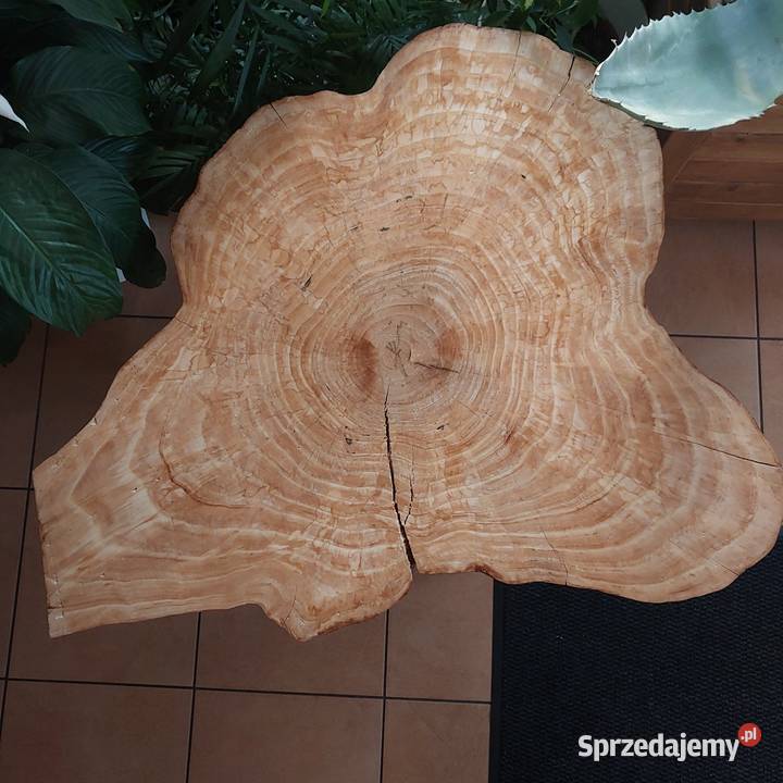 Stolik kawowy z plastra jodły