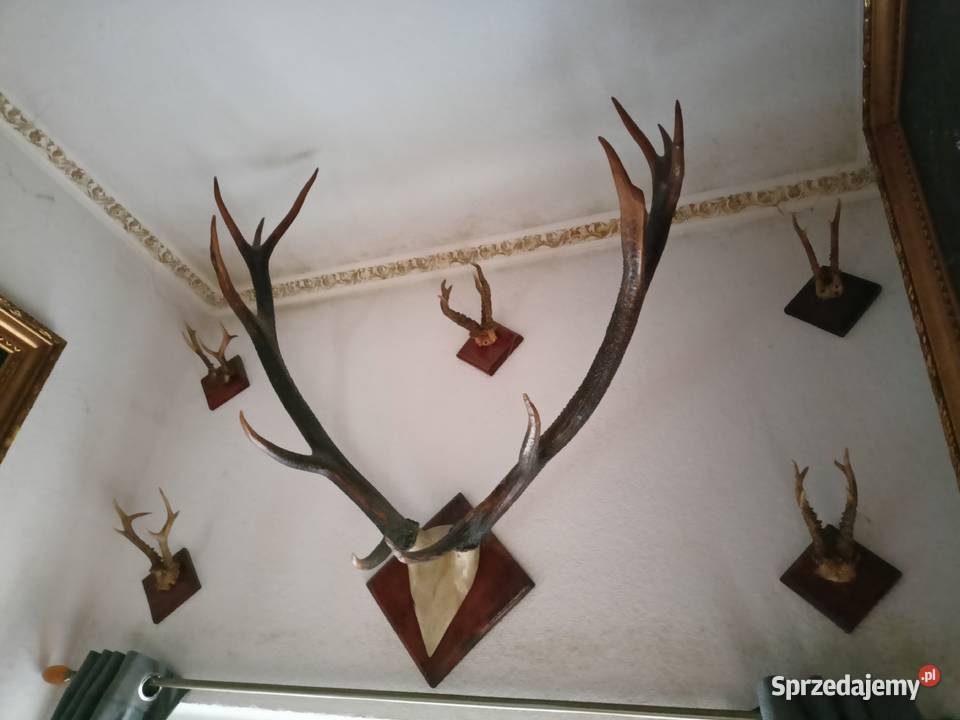 Poroże Pozostałe podkarpackie sprzedam