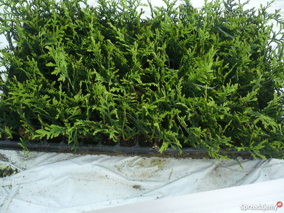 krzewy ozdobne sadzonki brabant szmaragd danica Siedlce