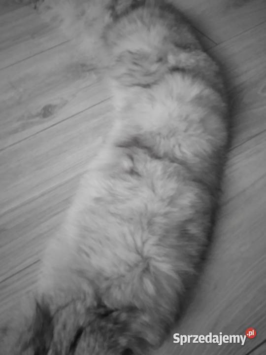 Kołnierz i czapka z naturalnego futra lisa