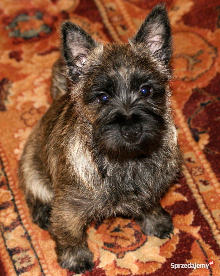 Cairn Terrier Szczeniak z charakterem Piaseczno