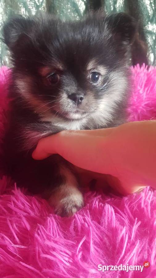 Suczka szpic pomeranion