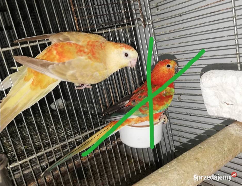 Sprzedam świergotki orange Nowy Sącz sprzedam