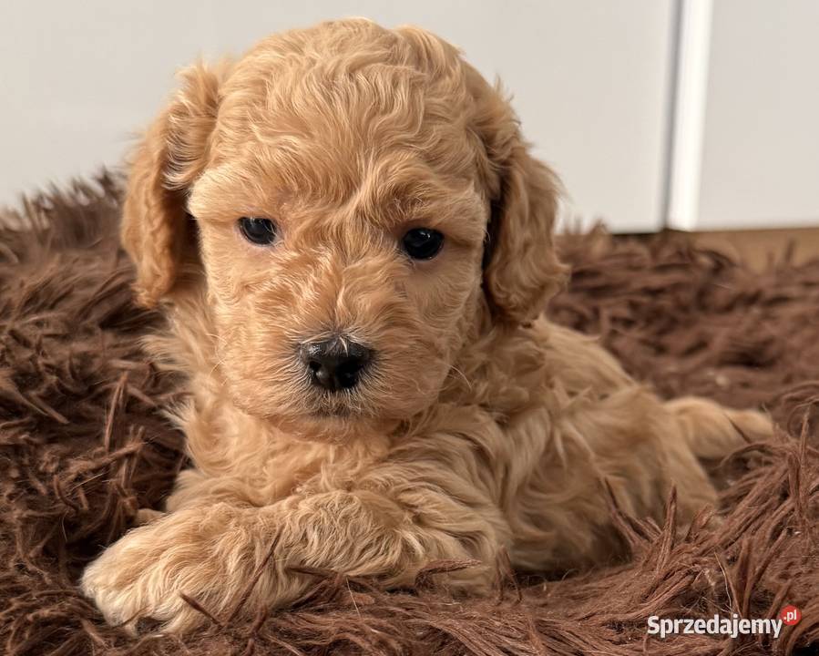 Maltipoo F1B Poznań Pozostałe