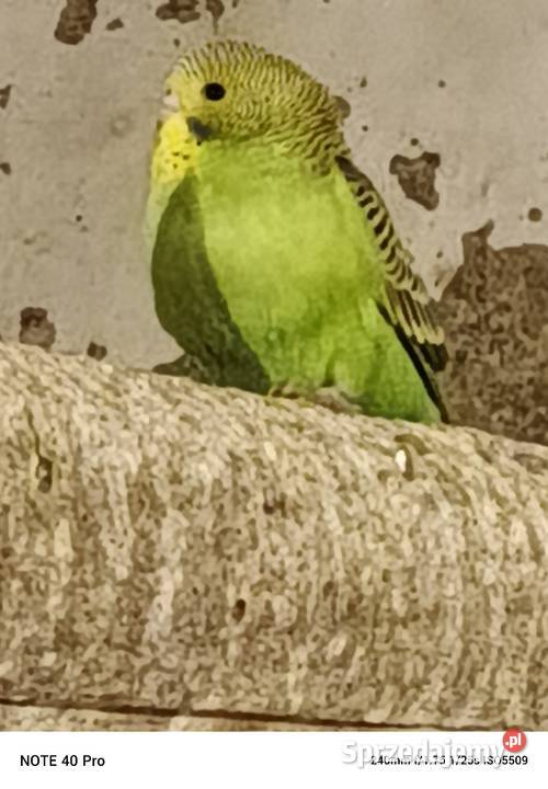 Sprzedam papugi faliste Gorzkowice