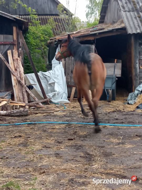 Klacz 14 miesięcy Sawin