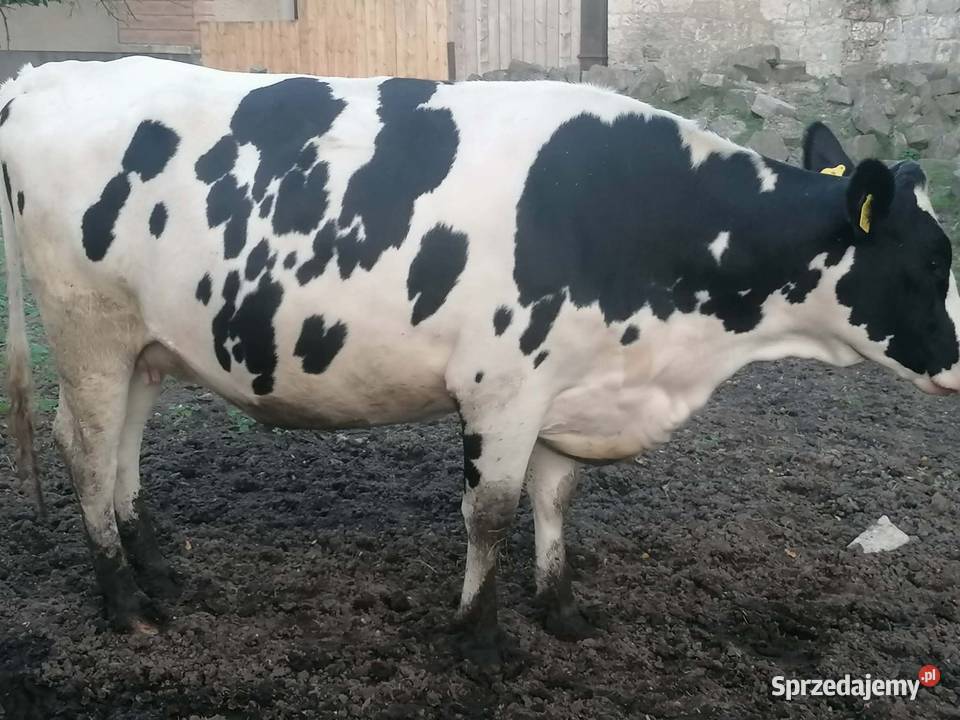 Cielna Jałówka Hf Skowronno Górne