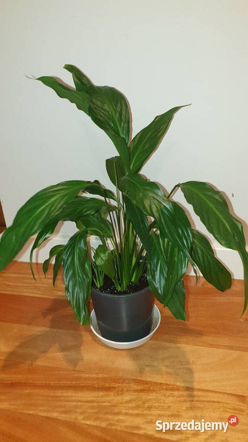 Skrzydłokwiat duży wysoki na 48 mazowieckie Warszawa