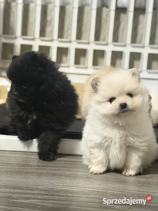 Szpic miniaturowy Pomeranian suczka Gorzów Wielkopolski
