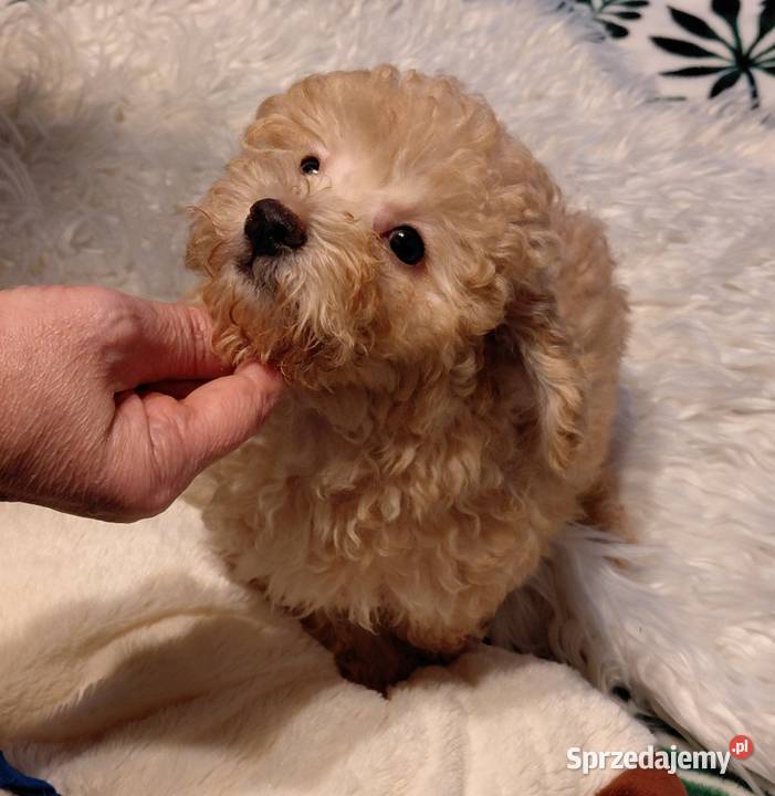 Pudel toy morelowy Wyszków sprzedam