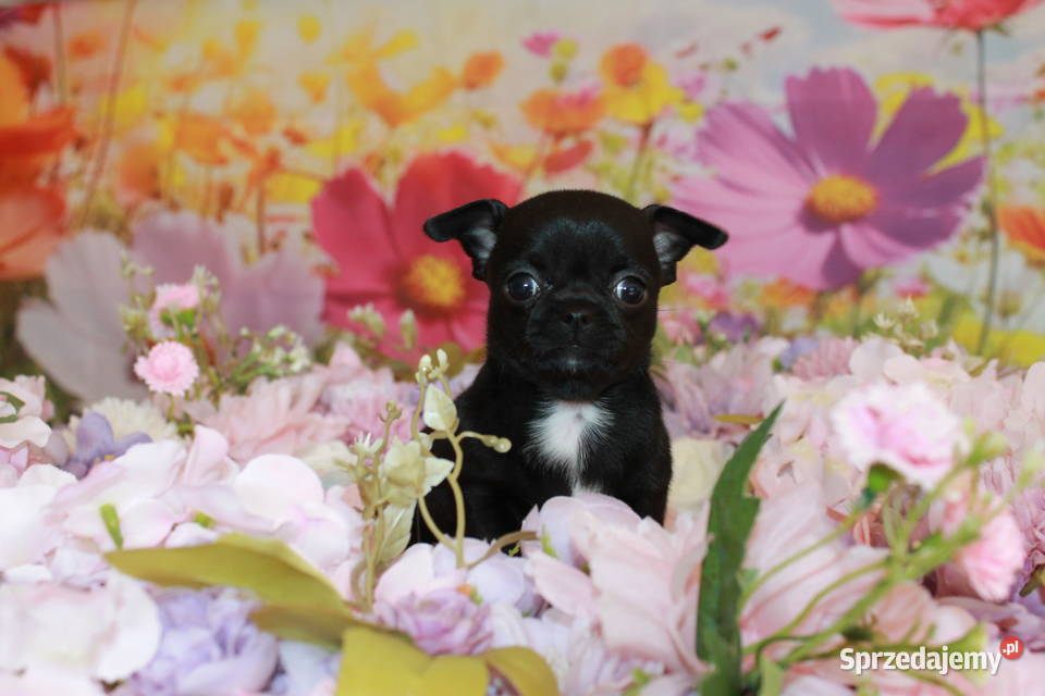 Chihuahua krótkowłosa sunia ZKwP FCI Chihuahua zachodniopomorskie Świnoujście sprzedam