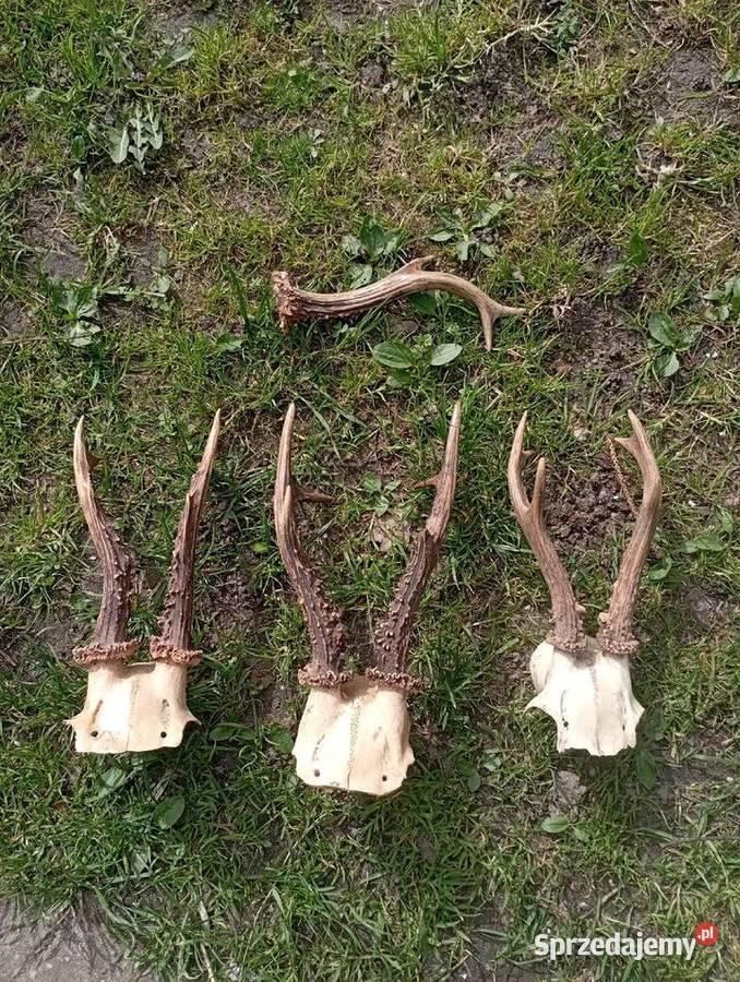 3 czaszki z parostkami Pozostałe Częstochowa