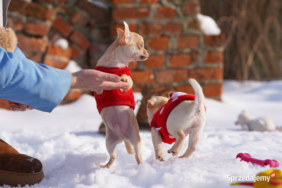 Chihuahua Ch szczenięta rodowód FCI Wwy Duży Dół