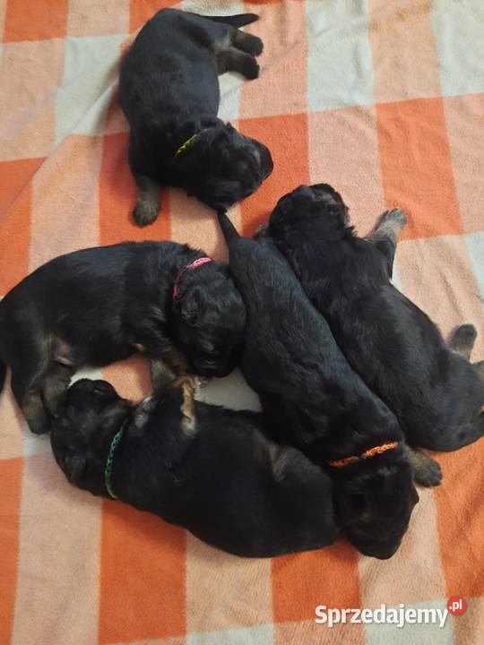 Owczarki niemieckie długowłose Parzniewice