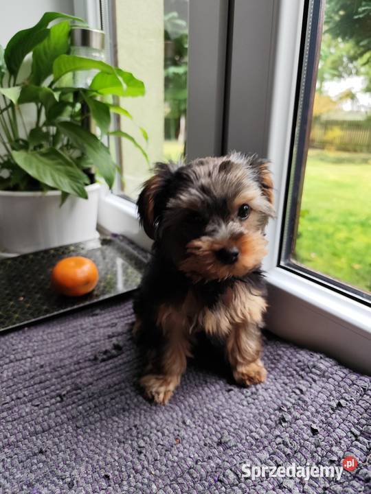 Yorkshire Terrier York Bakałarzewo