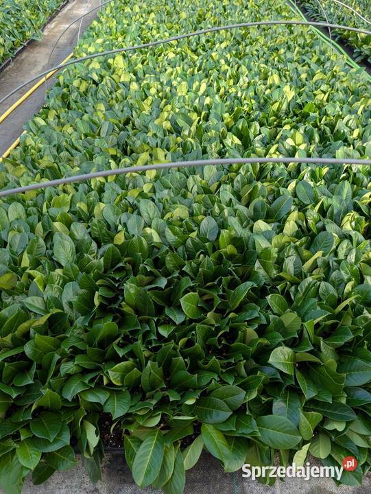 Sadzonki laurowiśnia