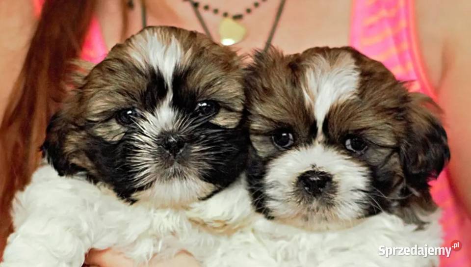 ShihTzu zachodniopomorskie IV pokrodowodem Shih Tzu