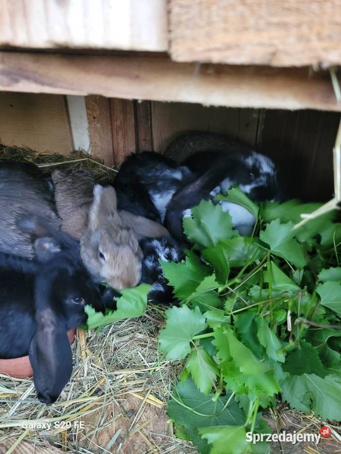 Barany francuskie Żłobizna