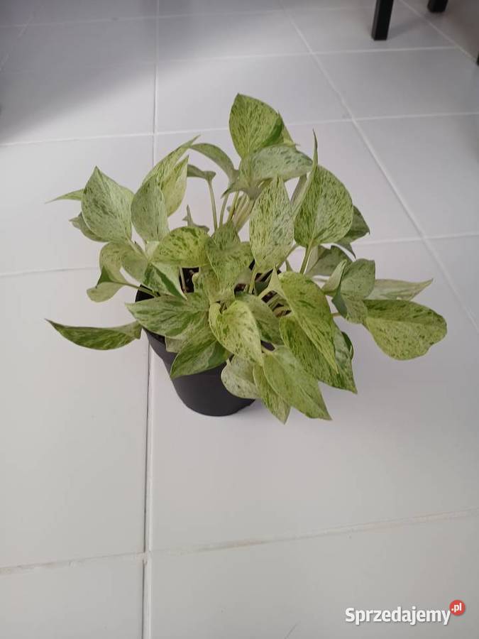 Epipremnum Marble Queen Snow śląskie Częstochowa