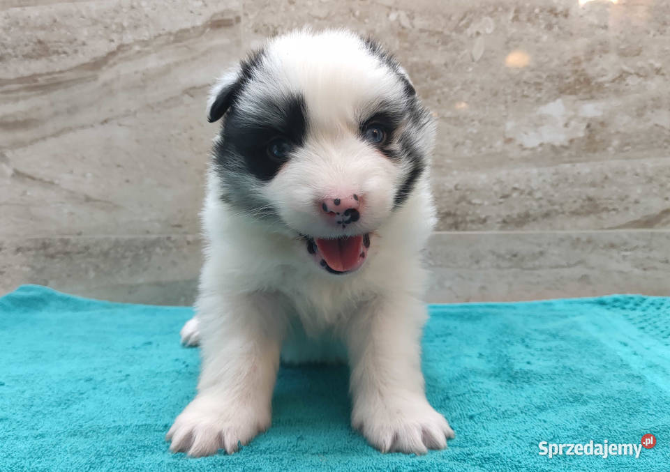 Pies SZOGUN Border Collie rasowy z hodowli z Iwonicz