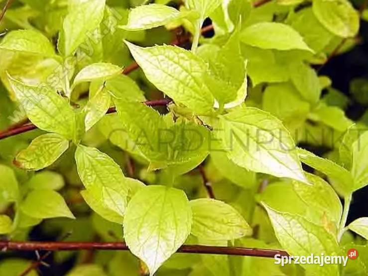 Jaśminowiec philadelphus różne odmiany Liściaste śląskie Knurów